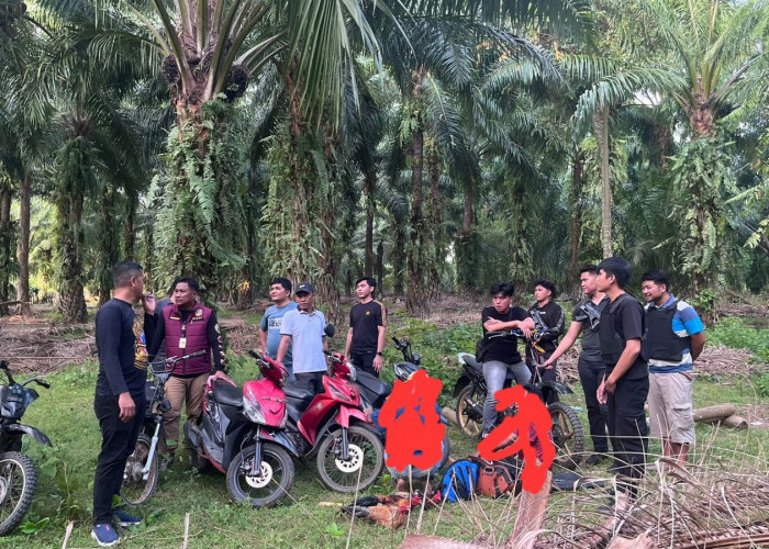 REAKING NEWS ; Polres Kaur Gerek Judi Sabung Ayam dan Dadu di Tanjung Kemuning