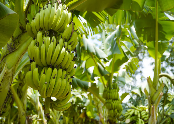 7 Manfaat Makan Pisang Hijau Bagi Kesehatan Tubuh yang Sering Kita Abaikan