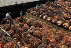 PT BSL Hentikan Sementara Penerimaan TBS Jelang Lebaran, Waktu Libur Dimanfaatkan Perawatan Pabrik