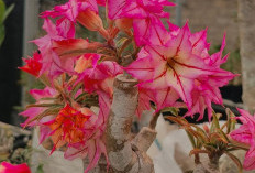 6 Jenis Adenium dengan Bentuk Unik, Cantik, dan Warna Menawan