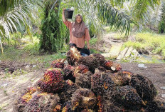 Petani Sawit Bengkulu Selatan Tersenyum, Harga TBS Tembus Rp2.900 per Kg Jelang Lebaran