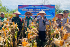 Polres Kaur Dukung Panen Raya Jagung, Kapolres Apresiasi Kerja Keras Petani
