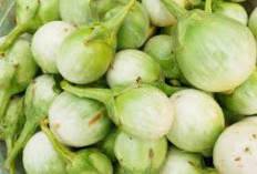 Tak Hanya Enak Untuk Lalapan, Sayur Bulat Hijau Kecil Juga Penuh Khasiat