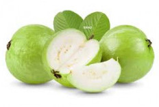 Jambu Kristal Ternyata Ampuh Atasi Diare dan Mencret