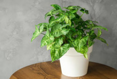 5 Tanaman Hias untuk Ruangan yang Ternyata Bermanfaat bagi Kesehatan