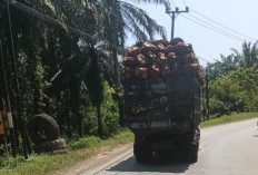 Truk Sawit Overload Tanpa Menggunakan Jaring Merajalela di Seluma