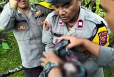 Ayah Bayi yang Dibuang di Jembatan Padang Guci Jadi Tsk, Bagaimana Kabar Sang Ibu?