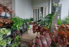 5 Jenis Tanaman Unik dan Cantik yang Bikin Rumah Lebih Estetik: Mulai Dari Paku Sampai Kantong Semar 