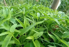 Lima Jenis Sayuran yang Bisa Dipanen Berulang Tanpa Tanam Ulang