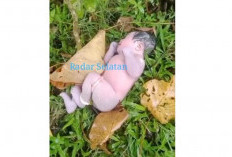 Polisi Amankan 2 Warga Kaur Kasus Penemuan Bayi di Jembatan Padang Guci! Begini Kronologi Lengkapnya