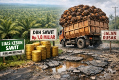 Bengkulu Selatan Terima Rp1,8 Miliar dari Sawit, Dinilai Tak Seimbang Luas Kebun, Jalan Rusak Jadi Sorotan