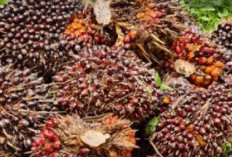 Sawit Masih Jadi Andalan Bengkulu Selatan, Bupati Dorong Pupuk dan Investasi CPO