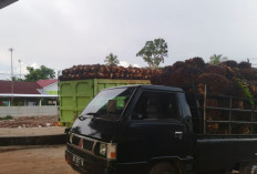 Harga Sawit Tembus Rp3.000/Kg, Petani di Seluma Mulai Bergairah