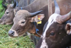 Pastikan Kurban Aman dan Sesuai Syariat, Pemkab Bengkulu Selatan Periksa Ratusan Ternak Jelang Idul Adha 2026