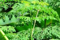 Daun Kelor: Superfood Lokal dengan Segudang Manfaat Kesehatan