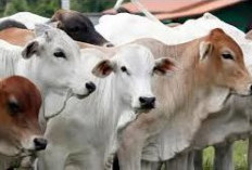 Panduan Lengkap Kurban Sesuai Syariat: Syarat, Waktu, hingga Tata Cara yang Perlu Dipahami