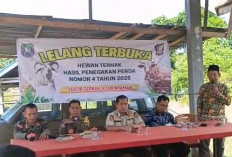 Satpol PP Kaur Siapkan Insentif hingga Rp500 Ribu bagi Warga yang Amankan Ternak Liar