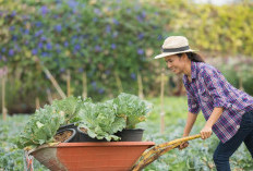 10 Jenis Tanaman Cepat Panen dengan Keuntungan Besar, Cocok Dibudidayakan Pemula