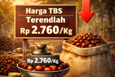 Harga TBS Sawit di Bengkulu Paling Rendah, Ini Daftar Harga TBS Sawit di Indonesia