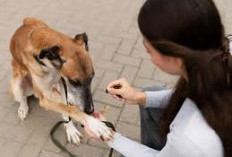 Gigitan Hewan Penular Rabies Meningkat, Stok Vaksin di Seluma Menipis