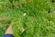 Apa Manfaat Daun Kelor untuk Kesehatan! Tapi Jangan Berlebihan, Apalagi Ibu Hamil, Ini Risikonya