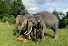 Kisah Pawang Gajah PLG Seblat, Anggap Gajah Seperti Anak Sendiri 