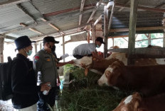 Ini Rincian dan Sebaran Jumlah Ternak Siap Dikurbankan di Kabupaten Seluma