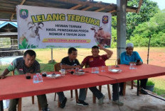 Tengah Malam Satpol PP Kaur Kembali Amankan Ternak Warga, Satu Sapi Dilelang Tembus 9,7 Juta