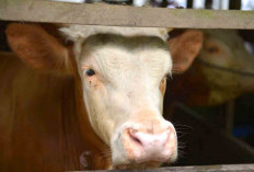 Awas! Wabah Sapi Ngorok Terjang Kabupaten Kaur, Ratusan Ekor Ternak Mati