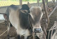 Siap-siap, Satpol PP Kaur Bakal Kembali Lelang Ternak Tak Bertuan