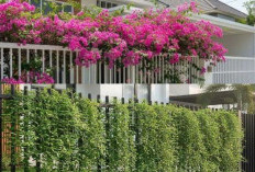 6 Inspirasi Pagar Besi dengan Tanaman Rambat Paling Hits 2026, Tampilan Rumah Lebih Asri dan Estetik