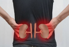 Kebiasaan Sehari-hari yang Dapat Merusak Ginjal Secara Perlahan, Ini Penjelasan Dokter