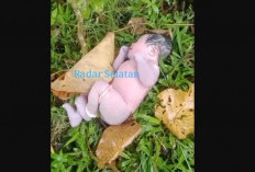 BREAKING NEWS: Bayi Perempuan Baru Lahir Ditemukan di Bawah Jembatan Padang Guci Kaur, Begini Kondisinya