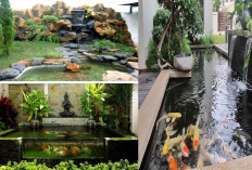 Sentuhan Air di Dalam Rumah: 6 Inspirasi Kolam Ikan Indoor Minimalis yang Estetik dan Menenangkan