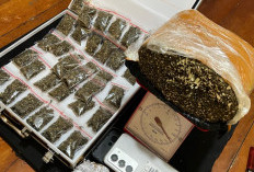 Tim BADAI Sat Narkoba Polres Bengkulu Selatan Beraksi, Sita Hampir 1 Kg Ganja Siap Edar