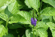 Manfaat Daun Pecut Kuda, Herbal Alami untuk Batuk hingga Radang Tenggorokan