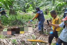 Polres Kaur Olah TKP Penemuan Jenazah di Kebun Sawit Talang Marap