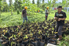 Dukung Program Bupati Dalam Optimalisasi DAS, PT SBS Sedia Ratusan Bibit Bambu