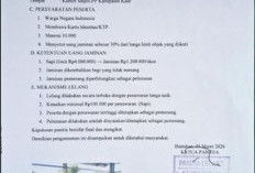 Satpol PP Kaur Gelar Lelang Terbuka Sapi Hasil Penertiban pada Jumat