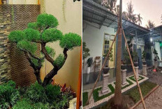 Inspirasi Pohon Taman Depan Rumah yang Cantik dan Sejuk, Cocok untuk Gaya Minimalis hingga Tropis