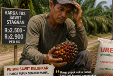 Petani Sawit Mengeluh, Harga Pupuk Naik Sementara TBS Jalan di Tempat
