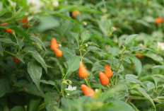 IPB Berhasil Kembangkan Cabai Rawit Varietas Baru, Tingkat Kepedasan 10 Kali Cabai Rawit Biasa