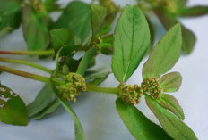 Patikan Kebo, Gulma Liar dengan Beragam Manfaat Kesehatan