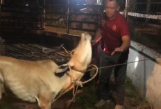 Lewat Tengah Malam, Satpol PP Kaur Kembali Amankan Ternak Warga