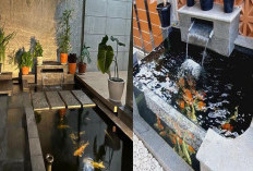 Inspirasi Kolam Ikan Koi Depan Rumah yang Estetis dan Menenangkan