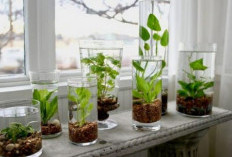5 Jenis Tanaman Hias Air di Botol untuk Dekorasi Rumah Minimalis, Ruangan Tampak Asri! 