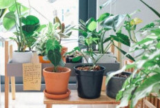 5 Tanaman Hias Pembawa Energi Positif untuk Ruang Tamu, Diyakini Mendatangkan Rezeki dan Keberuntungan