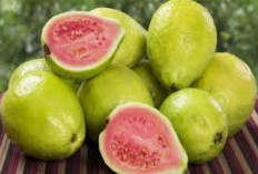 Jambu Biji: Superfood Tropis Kaya Vitamin C, Ini Manfaat dan Risikonya yang Perlu Anda Tahu