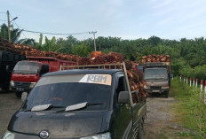 Harga Jual TBS Berpotensi Kembali Turun, Berikut Alasannya