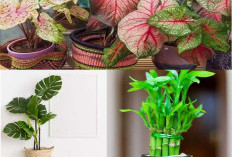 Rekomendasi 7 Tanaman Hias untuk Kamar Tidur: Bantu Udara Lebih Bersih dan Tidur Lebih Nyenyak